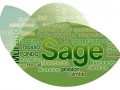 Sage